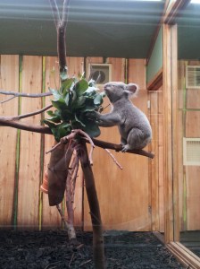 Not a weird bit of fringe. An entirely normal bit of zoo.